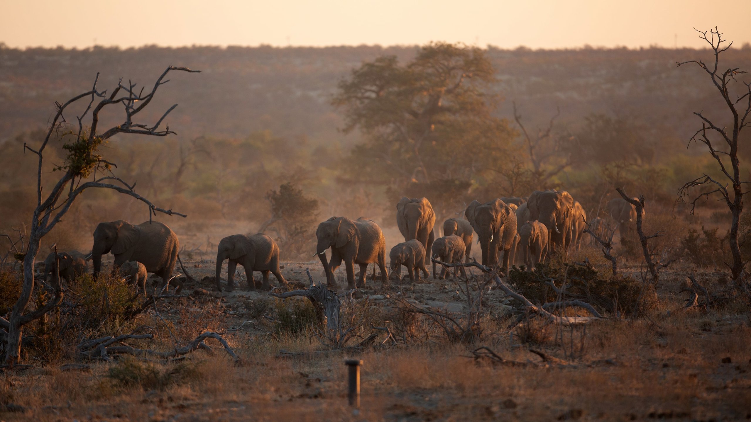 Elephants roaming the Venetia Limpopo Nature Reserve