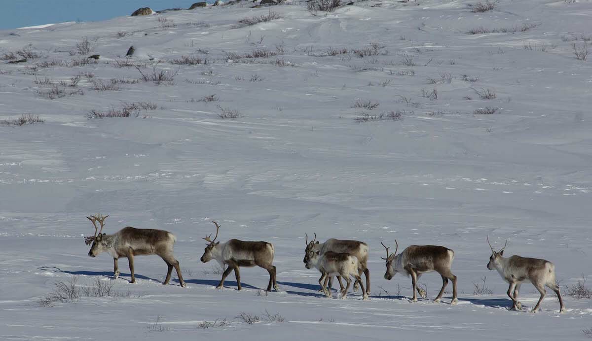 DESTINATION DIAMOND Canada’s Northwest Territories