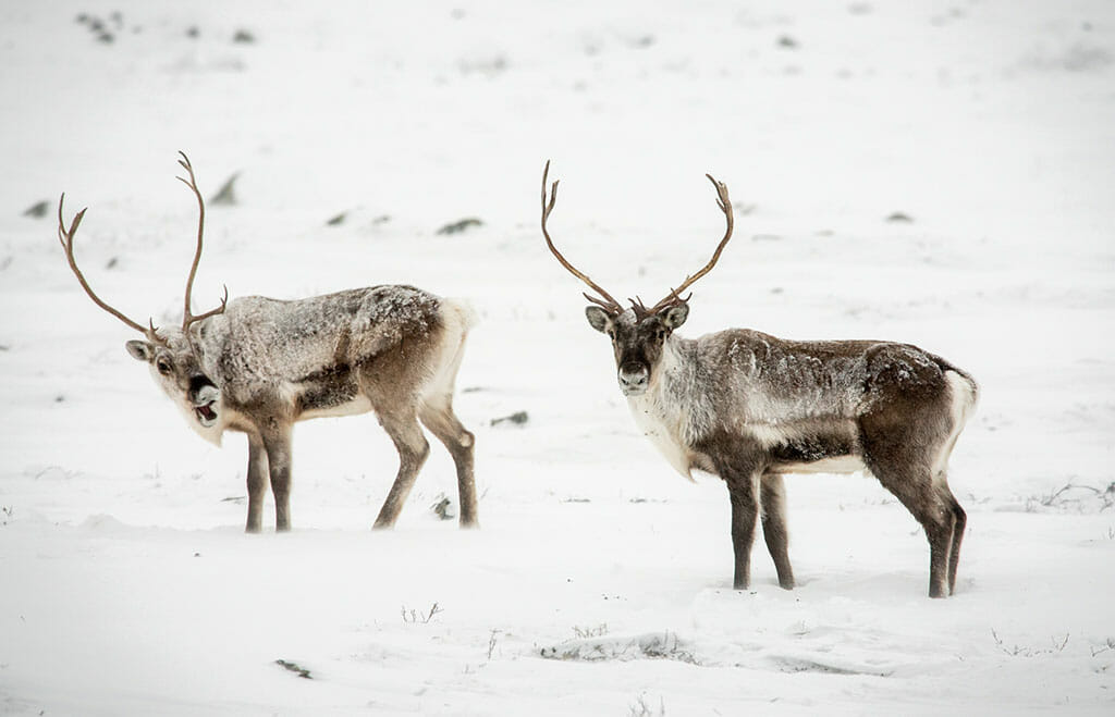 Photo de Arctic Canadian Diamond Company