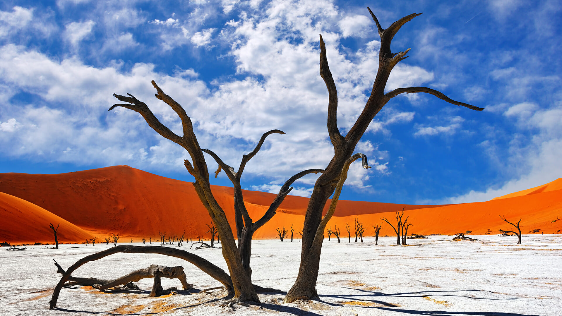 destination diamonds namibia  africa travel sossusvlei trees desert