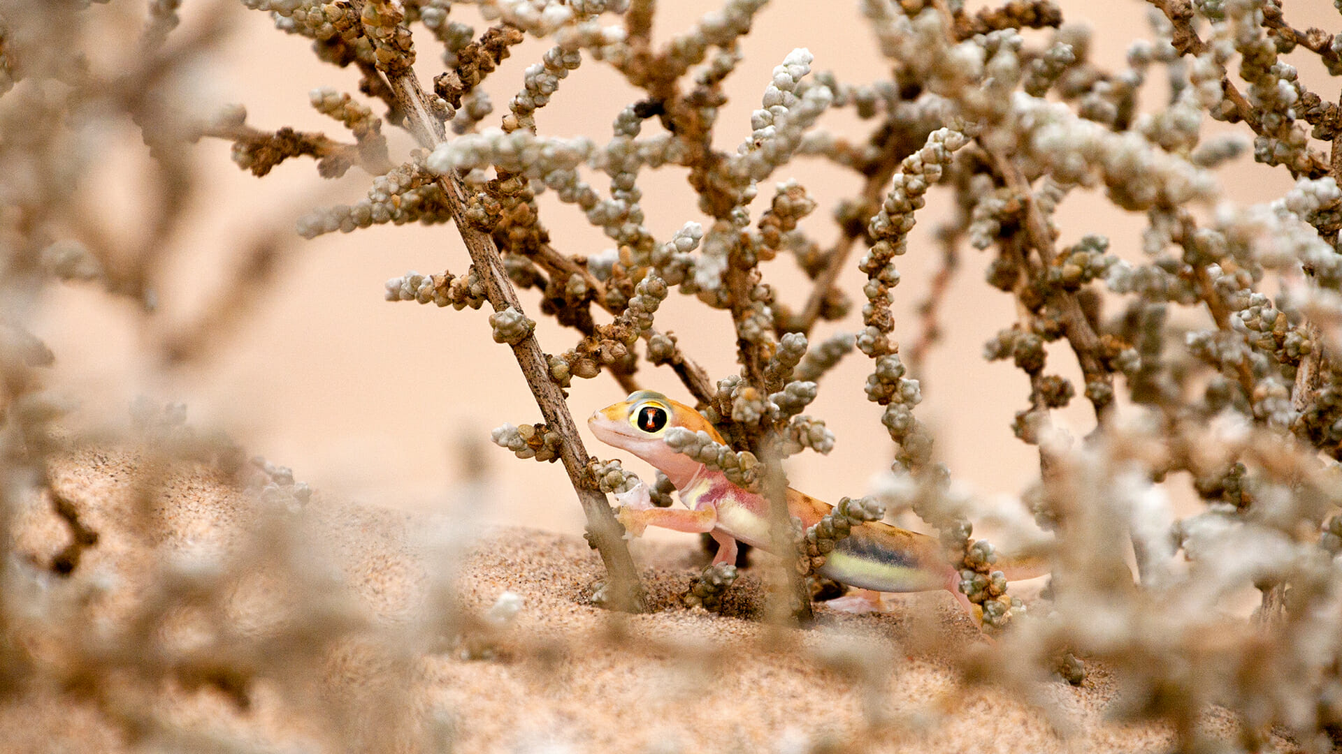 destination diamonds namibia  africa travel animals gecko