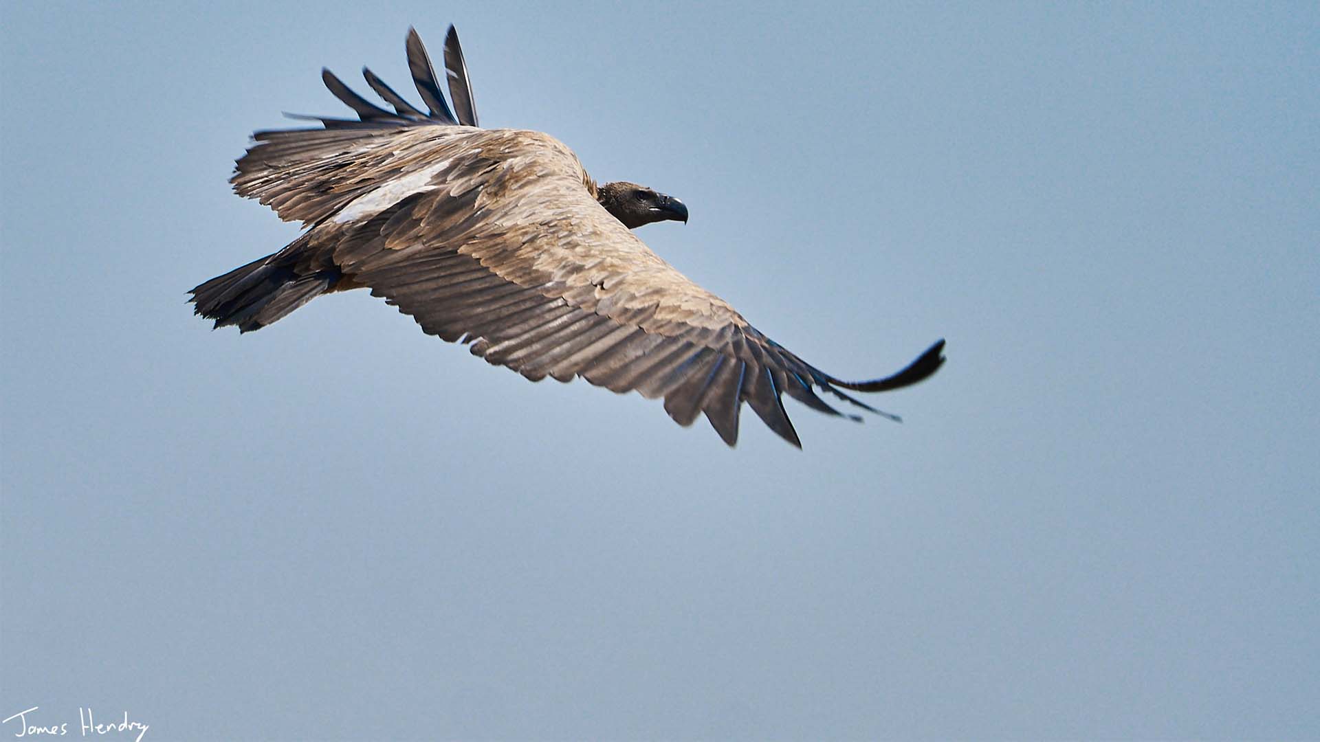 white-backed vulture