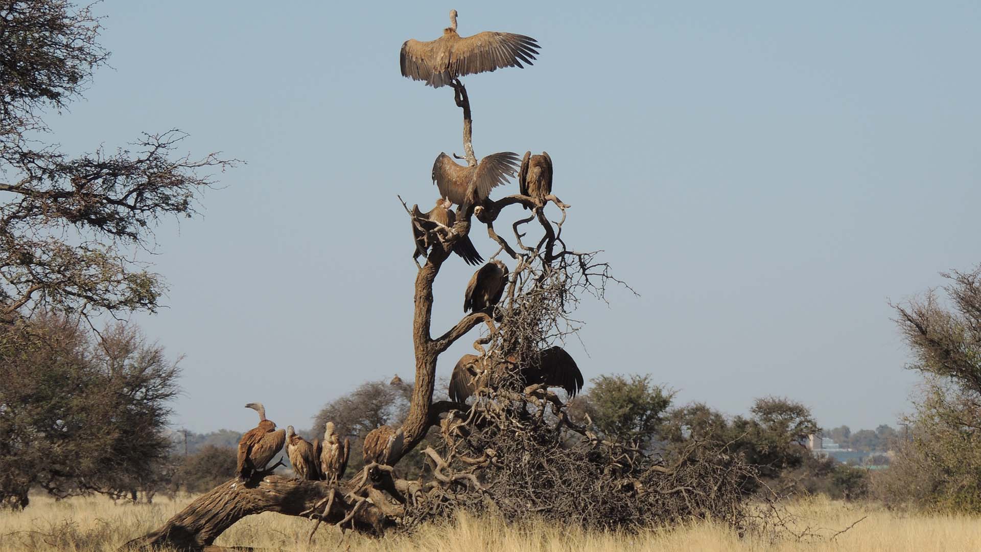 white-backed vulture africa