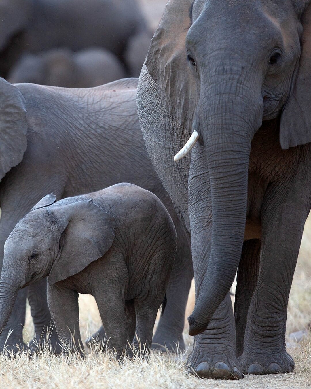 world environment day elephants