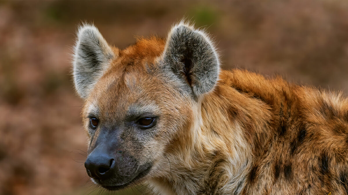 world environment day hyena