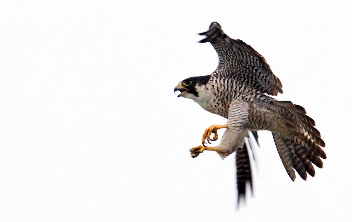 diamond mining environment canada birds nature